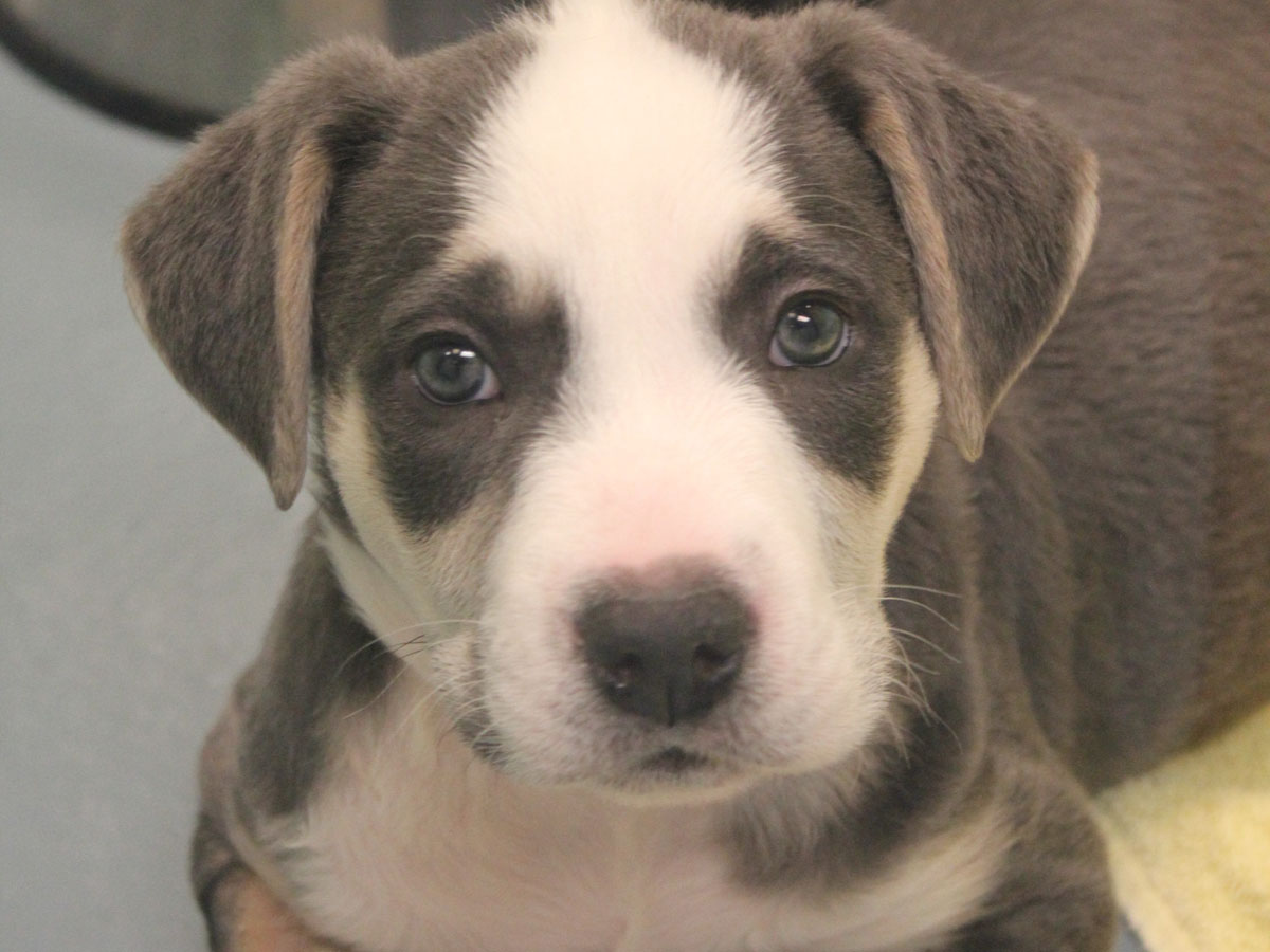 Puppies Abandoned In Kitchener Park Ready For Adoption Humane Society   Puppy 