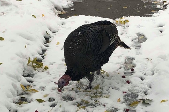 A photo of a wild turkey believed to be Turk the Ramsay turkey.