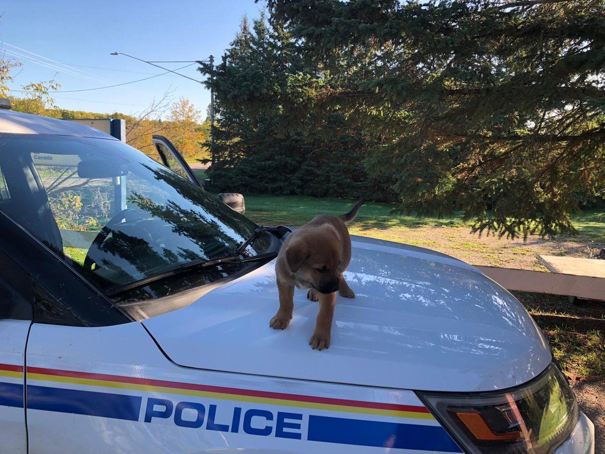 This puppy was found on the doorstep of the Elphinstone RCMP detachment.