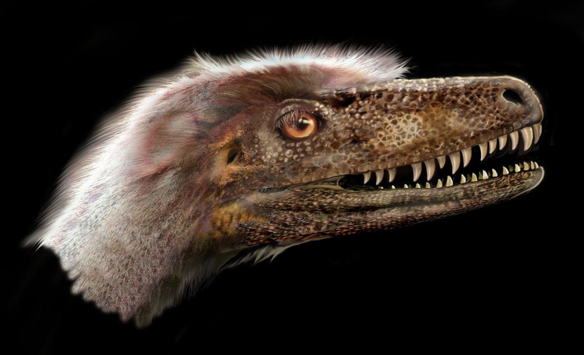 A small, feathered theropod dinosaur, Saurornitholestes langstoni was long thought to be so closely related to Velociraptor
mongoliensis that some researchers called it Velociraptor langstoni—until now.