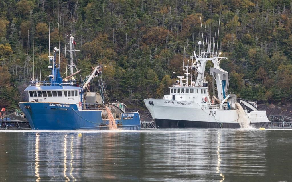 Pink residue is disposed into Fortune Bay in southern Newfoundland on Oct. 2 as part of a cleanup following salmon deaths at a fish farm last month.