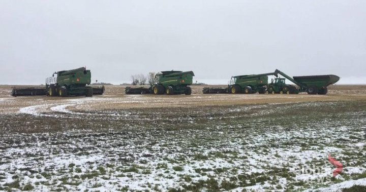 Saskatchewan winter cereal crops expected to thrive after many producers planted early