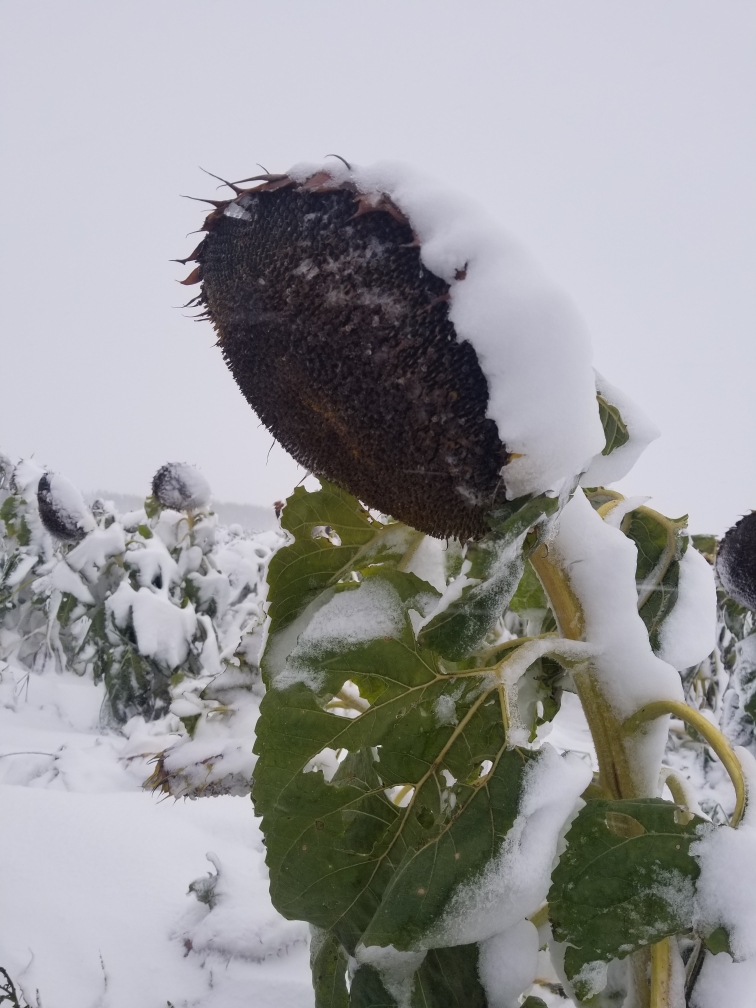 ‘Snowflowers’ in rural Manitoba Saturday morning.