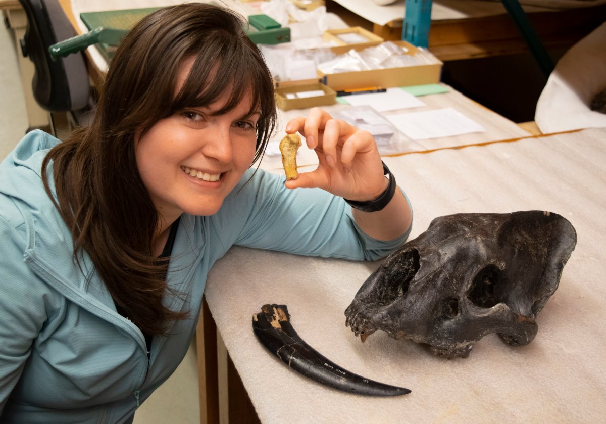 Lead author Ashley Reynolds holds the Smilodon fatalis metacarpal from Medicine Hat, Alberta in this handout image provided by the Royal Ontario Museum. 