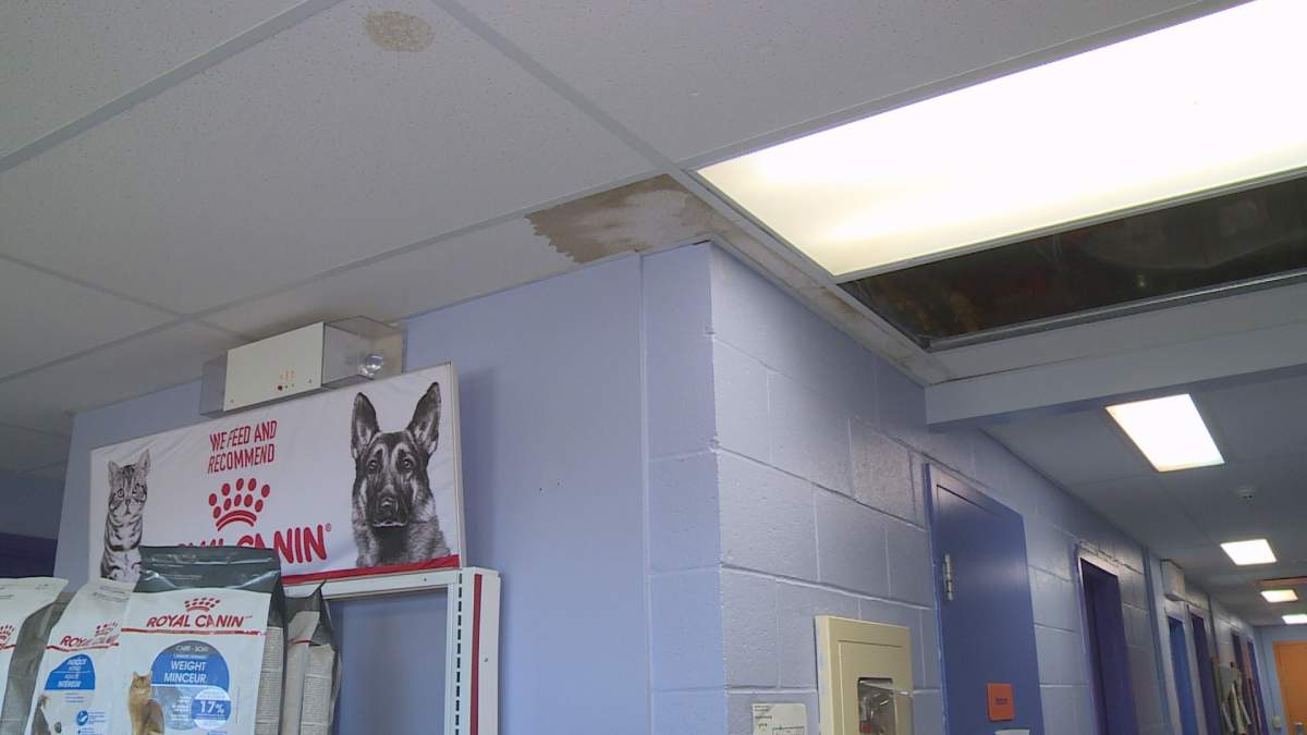 The Fredericton SPCA struggling to pay for roof renovation