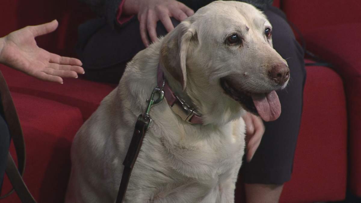 Tia joins Global News Morning for the latest edition of Adopt A Pal.