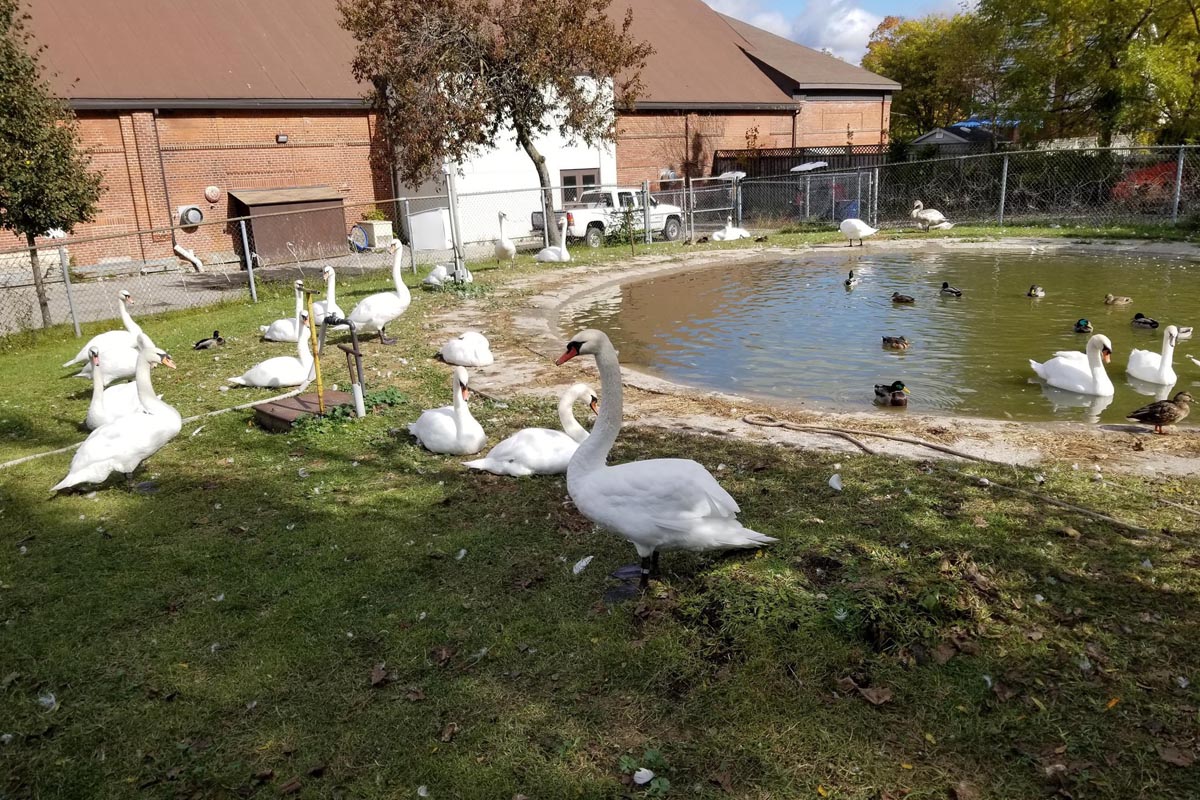 Otis and Ophelia will vacation with a larger flock of swans in Stratford over the winter.