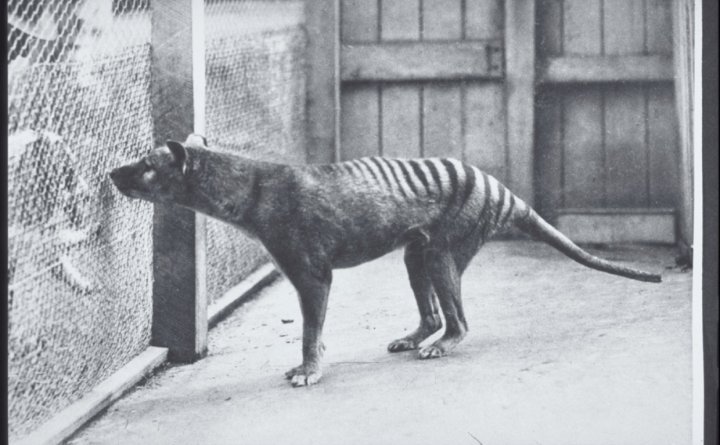 Officially ‘extinct’ Tasmanian tiger reportedly spotted in Australia ...