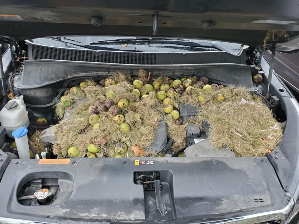 Several walnuts are shown hidden under the hood of Holly Persic’s SUV on Oct. 7, 2019.