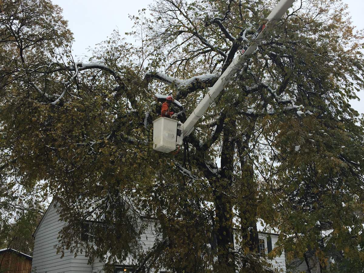 Mark Vickers works to cut down parts of Lorraine Thomas’s elm tree.