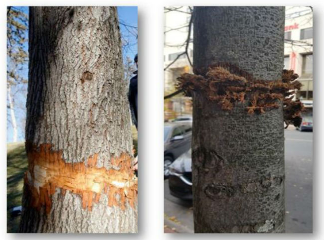 The photo on the left is shown for illustrative purposes as an example of what a girdled tree looks like. The photo on the right is a vandalised tree on King Street.