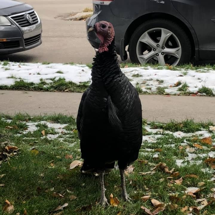 A photo of a wild turkey believed to be Turk the Ramsay turkey taken Oct. 13, 2019.