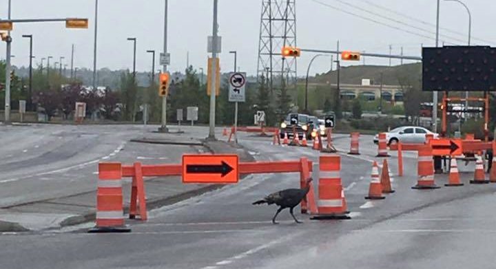 Turk Diggler, the Ramsay turkey, is seen crossing the road.