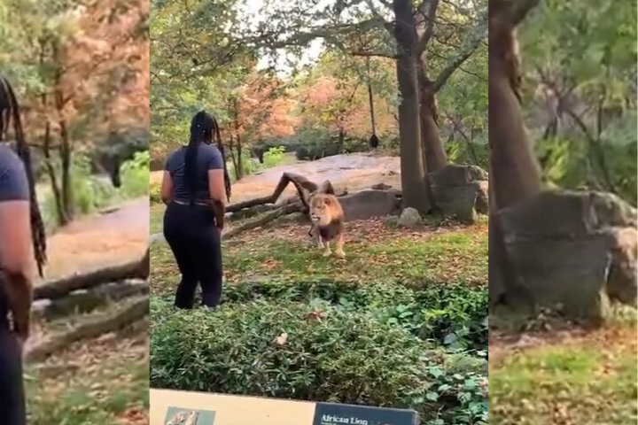 Woman climbs over lion exhibit barrier in video taken at NYC zoo