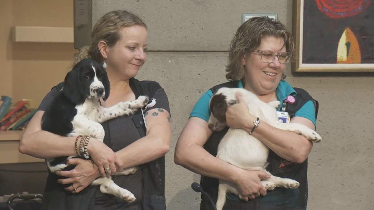 The two new puppies will mentor under the two dogs already working for V