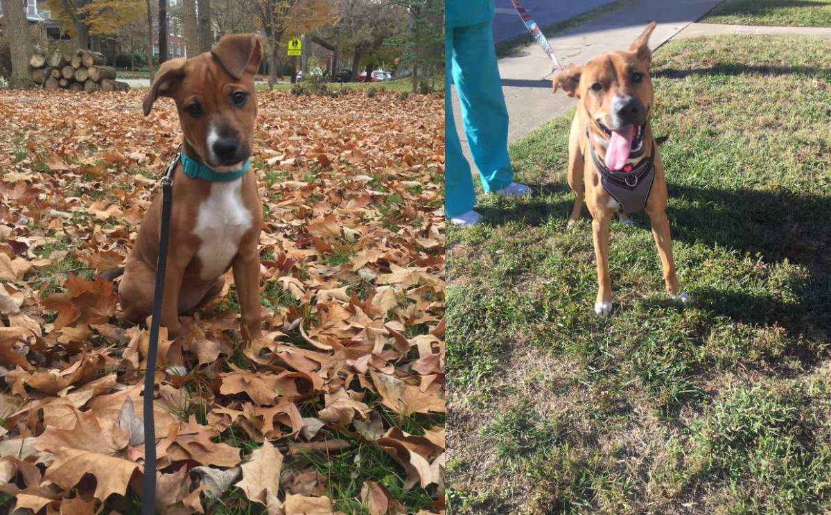 Kate Howard was shocked when the dog taking a nap on her lawn turned out to be her first-ever foster dog.