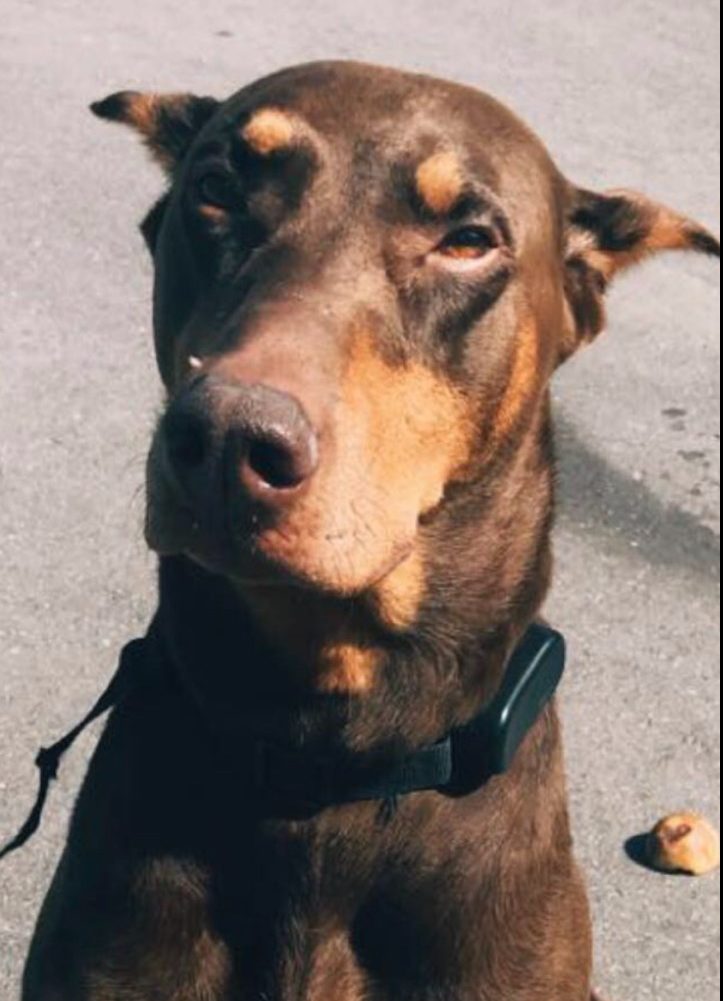 City of Kawartha Lakes OPP are investigating the death of Zeus. Police say the dog was struck by a dirt bike in the Omemee area on Monday night.