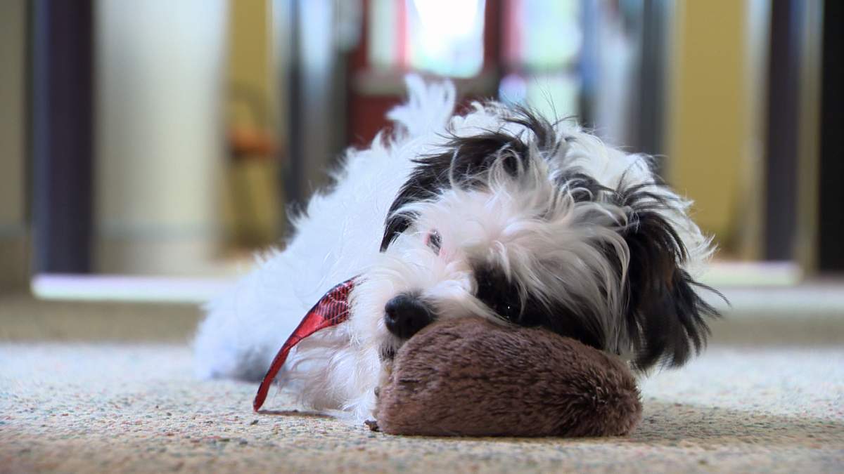 Tucker hard at work inside Quispamsis Town Hall.