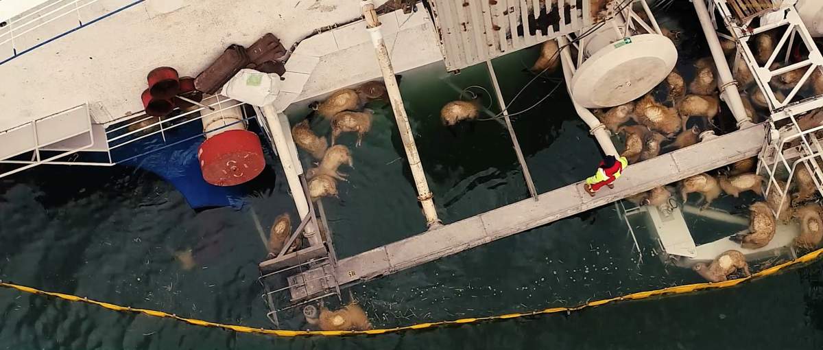 Drowned sheep float in the water in this aerial view, taken from drone video, as an emergency responder stands on the overturned Queen Hind cargo ship that was carrying thousands of the animals as it capsized near the Black Sea port of Midia, Romania Nov. 25, 2019.