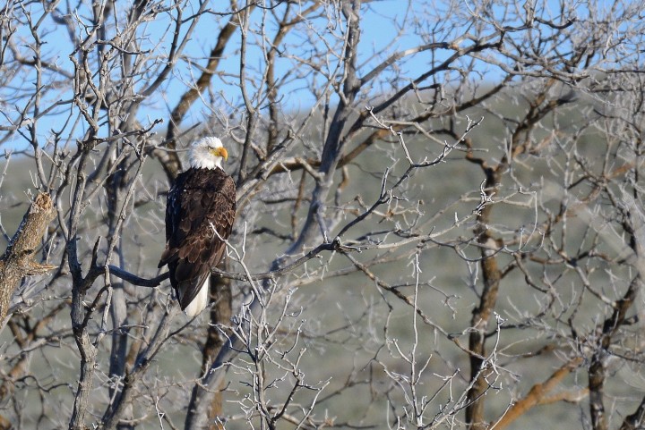The November 30 Your Saskatchewan photo of the day was taken by Brenda Reifferscheid in Humboldt.