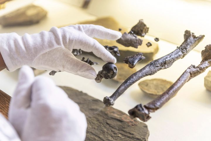 A man holds bones of the previously unknown primate species Danuvius guggenmosi in his hand in Tuebingen, Oct.17, 2019. Palaeontologists have discovered fossils in southern Germany that shed new light on the development of the upright corridor.