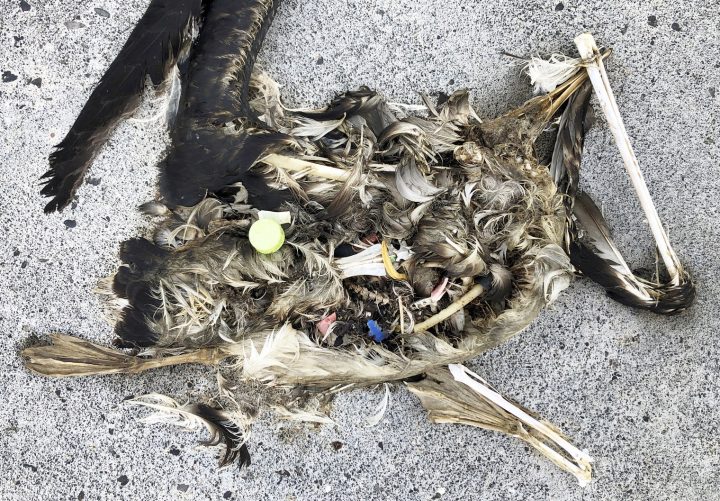 great pacific garbage patch birds