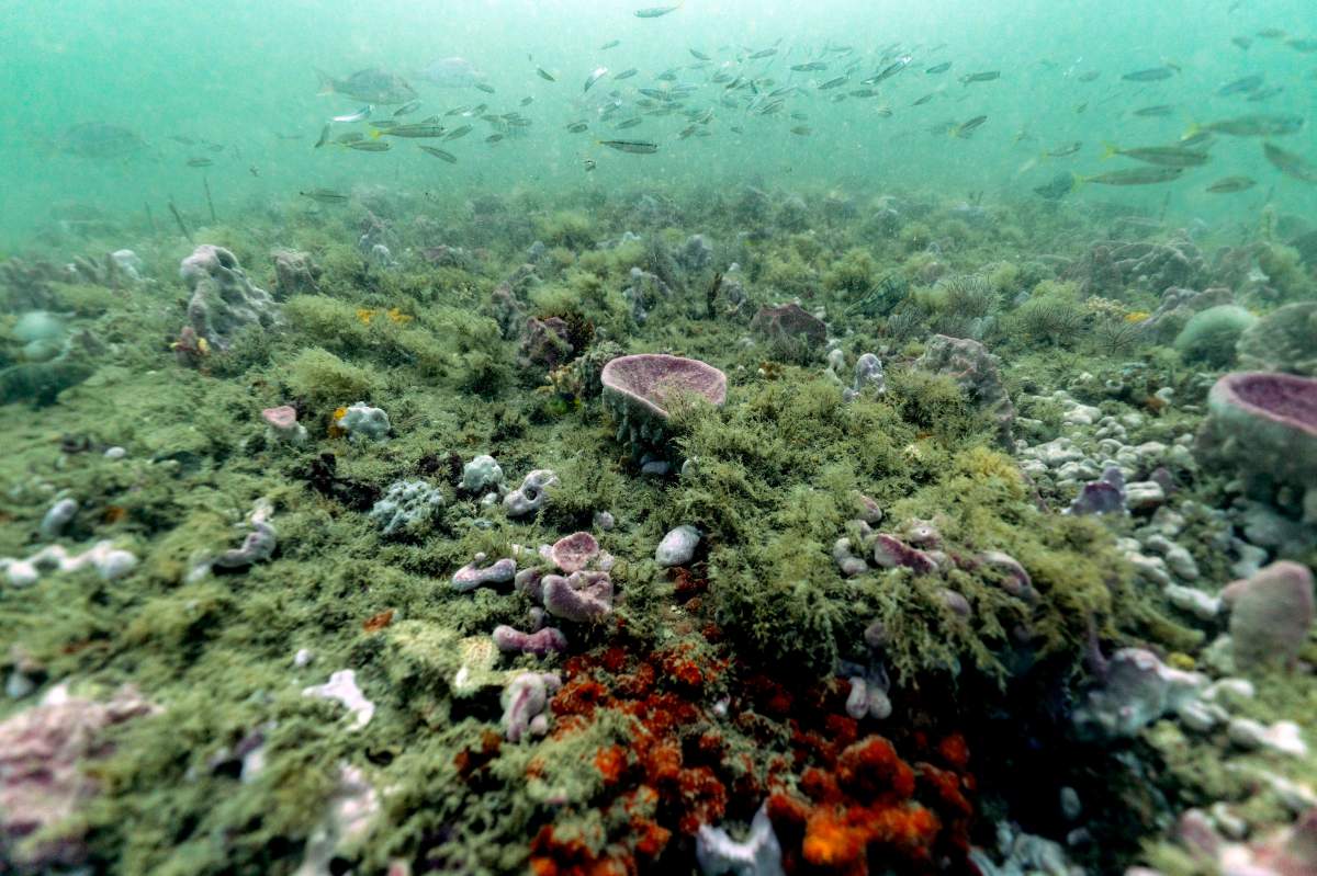 Fish swim over the reef at Gray’s Reef National Marine Sanctuary Oct. 28, 2019, off the coast of Savannah, Ga.