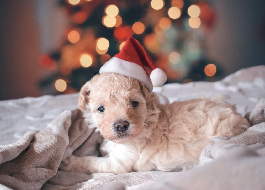 Crowd-favourite Pet Night with Santa returns to Hillcrest - image