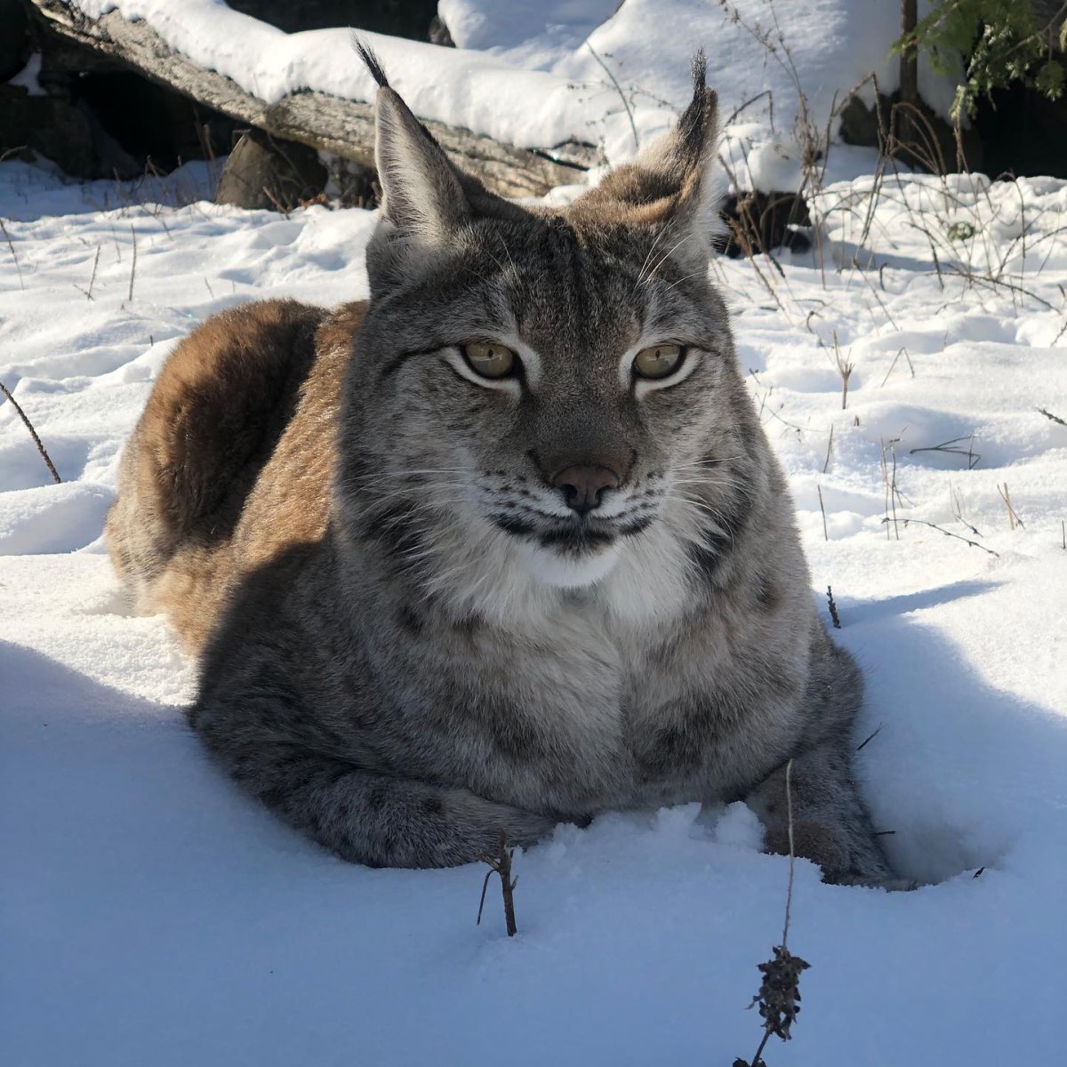 Hazard is the new lynx at the Riverview Park and Zoo in Peterborough. The zoo will be closed beginning Saturday as a precautionary measure against coronavirus.