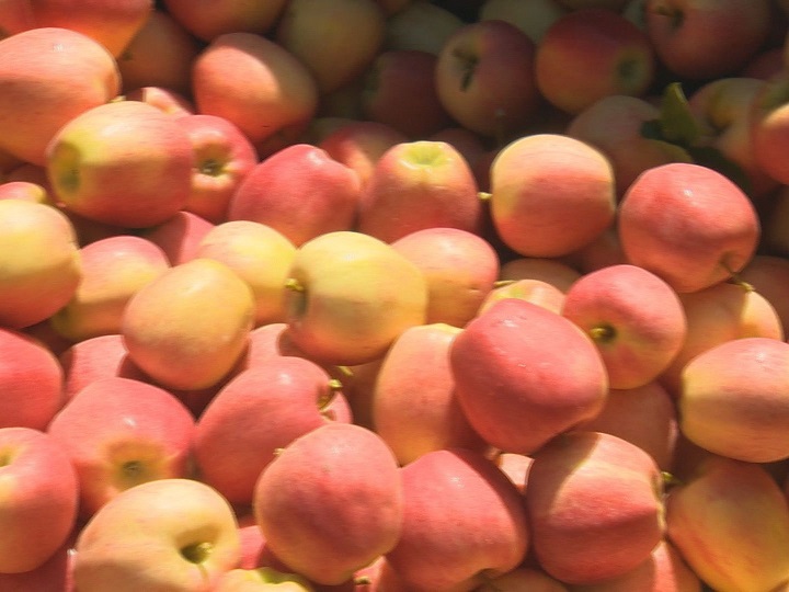 A B.C. Fruit Growers Association spokesperson says local growers are facing an uncertain 2020, as migrant workers can’t come into Canada because of coronavirus concerns.
