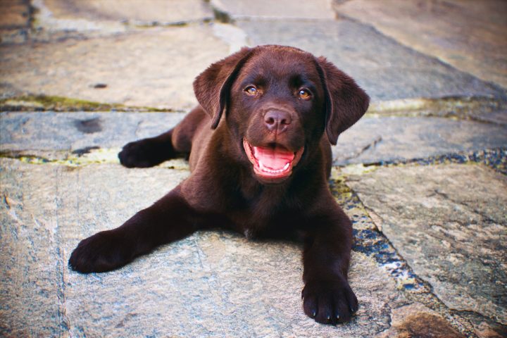 A puppy is shown in this file photo.