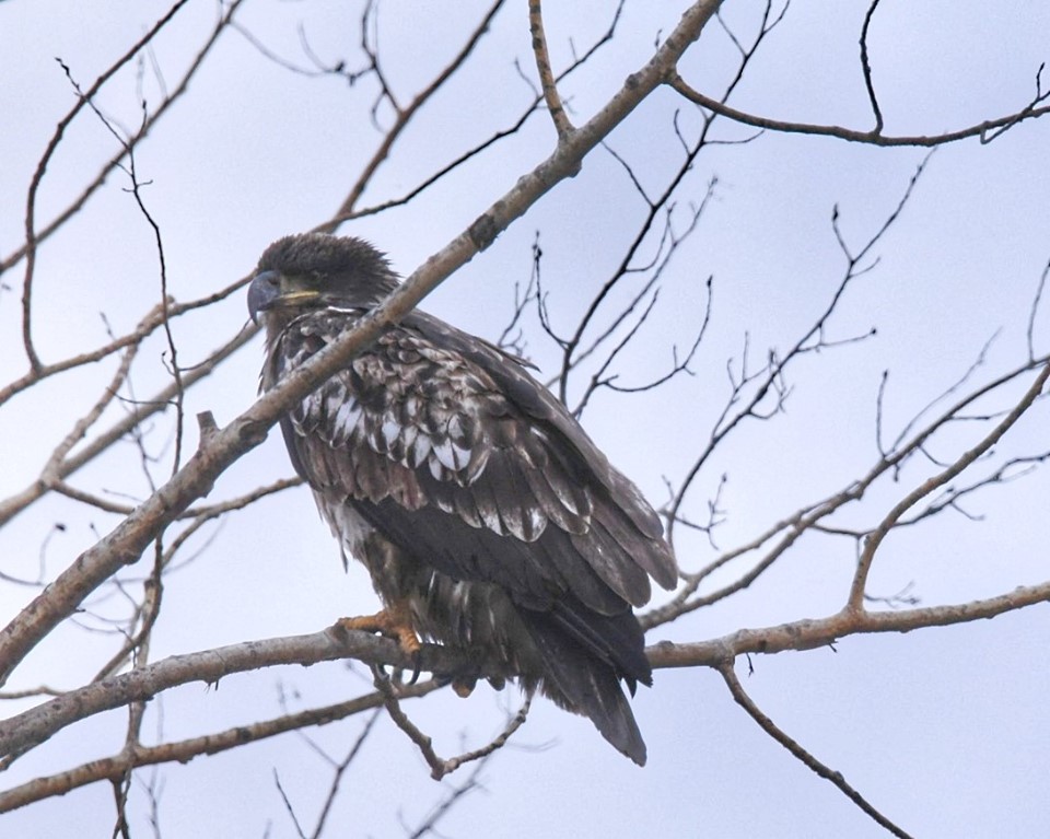 A bald eagle is spotted in a tree near Fort McMurray, Alta. Officials believe this is the same bird that was found dead a few days later. 