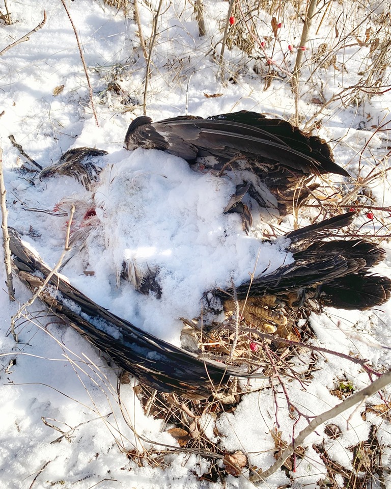 A juvenile bald eagle was found shot and wasted near Fort McMurray, Alta. in late October 2019.