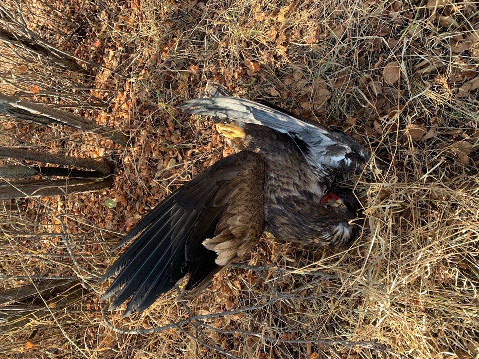 A bald eagle was found in a Genesee pheasant release site near Wetaskiwin, Alta. on Oct. 20, 2019.