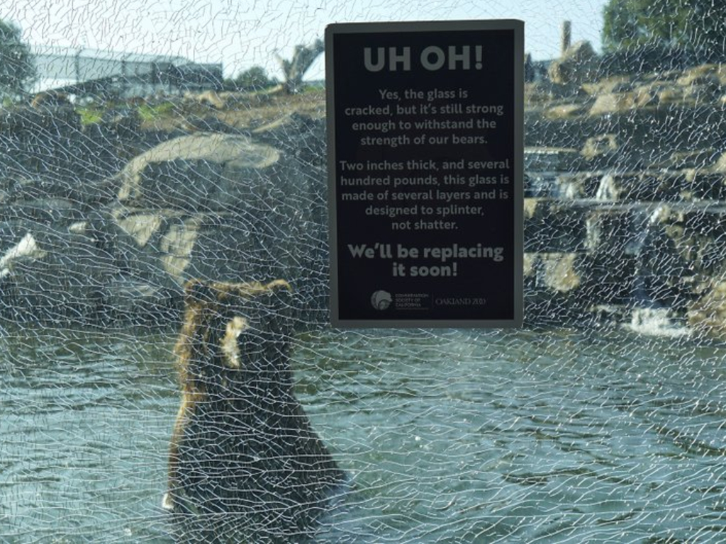 A child reportedly shattered the glass of the Oakland Zoo's grizzly bear enclosure.