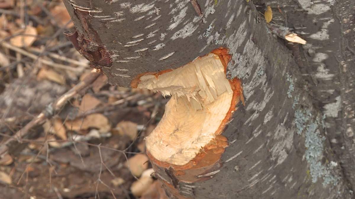 A pesky beaver damaging trees near a local fishing spot will be caught and euthanized, according to officials. 