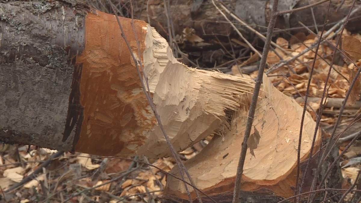 Damaged trees pictured near Yellow Lake in the B.C. Interior.