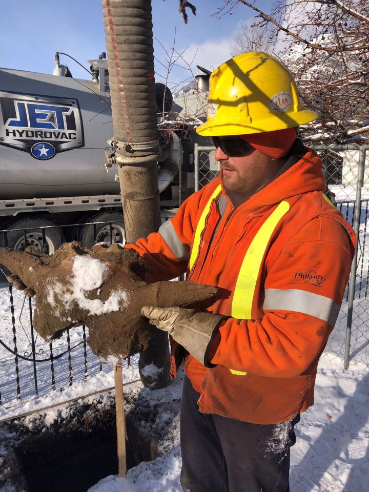 A contractor holds a 2,000-year-old bison skull after being discovered during utility work in Banff, Alta., in this undated handout photo. A 2,000-year-old bison skull unearthed during utility work in the Banff townsite has been returned to a southern Alberta Indigenous community. Members of the Siksika Nation east of Calgary gave the artifact a blessing to welcome it home.