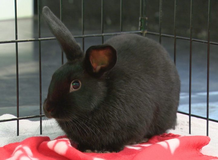 One of Katniss’ babies at Global Calgary on Wednesday, Nov. 13, 2019.