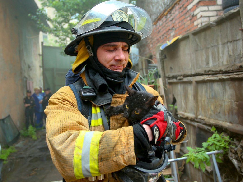 Cat Saves Family From Fire In Home With No Working Smoke Detectors ...