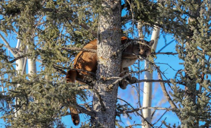 A cougar hung out at Yamnuska Wolfdog Sanctuary in Cochrane on Thursday, Nov. 21, 2019.
