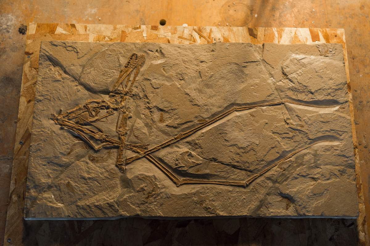 The pterodactyl fossil specimen found in Lebanon and researched at the University of Alberta.