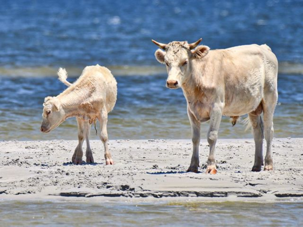 Cows swept away by floodwaters during Hurricane Dorian were found alive  four miles away on an island