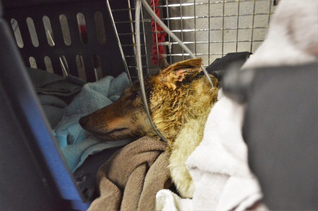 The animal services team has rescued a coyote in distress in Oakville.