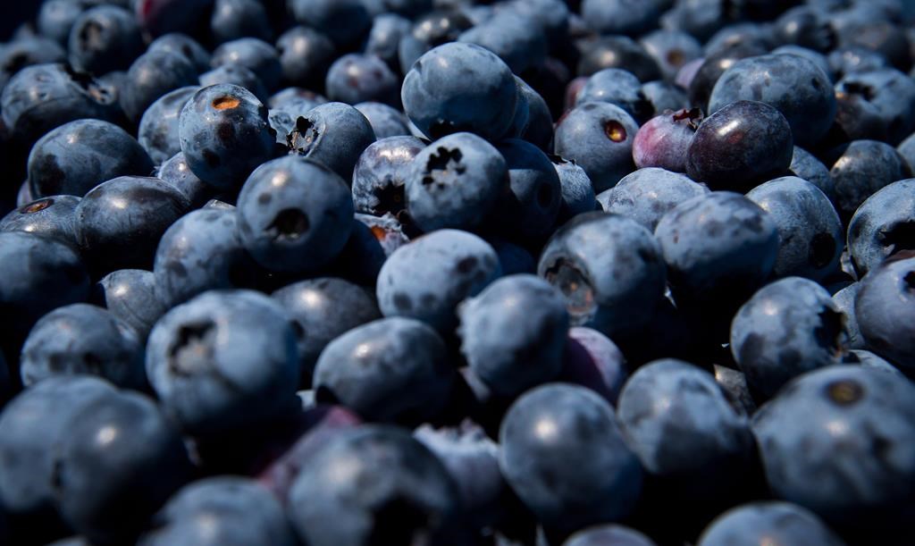 Freshly picked blueberries are seen in Ladner, B.C., on July 21, 2014.