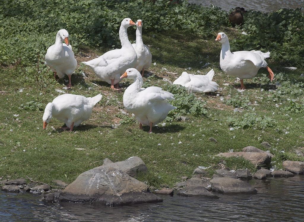 A gaggle of domestic white geese is seen at Sullivan's Pond in Dartmouth, N.S. on Friday, Aug. 11, 2017.