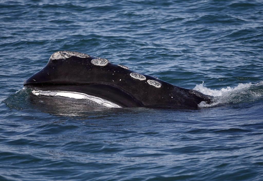 The baleen is visible on a North Atlantic right whale as it feeds on the surface of Cape Cod bay off the coast of Plymouth, Mass., on March 28, 2018.
