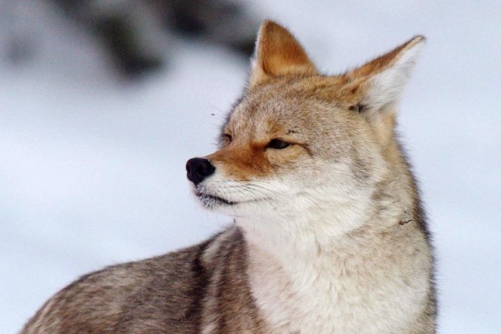 Coyote sightings in Barrie, Ont., not cause for concern, city worker says