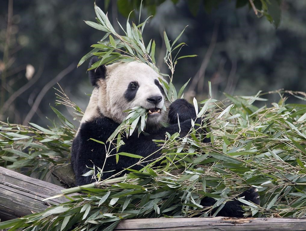 Canada zoo to return pandas to China because bamboo too hard to get during  pandemic