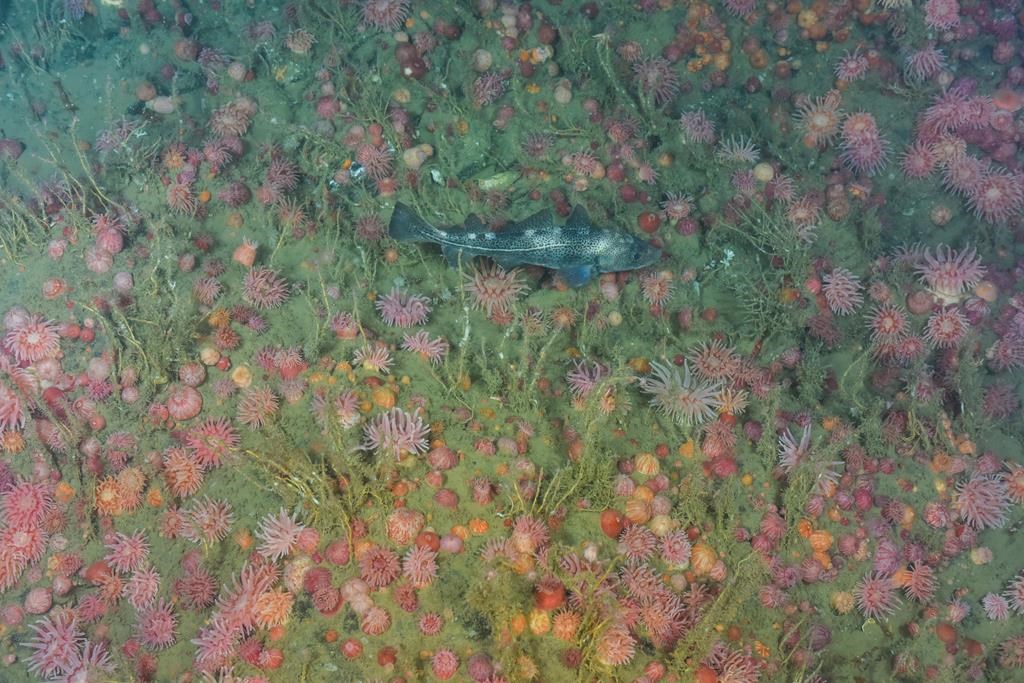 An Atlantic cod is shown in an anemone field in this undated handout photo. THE CANADIAN PRESS/HO - Canadian Scientific Submersible Facility/ROPOS, Oceana Canada and Fisheries and Oceans Canada.